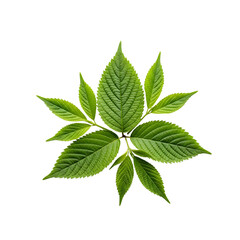 Green leaves of elm tree isolated on transparent background, top view fresh spring foliage of deciduous tree