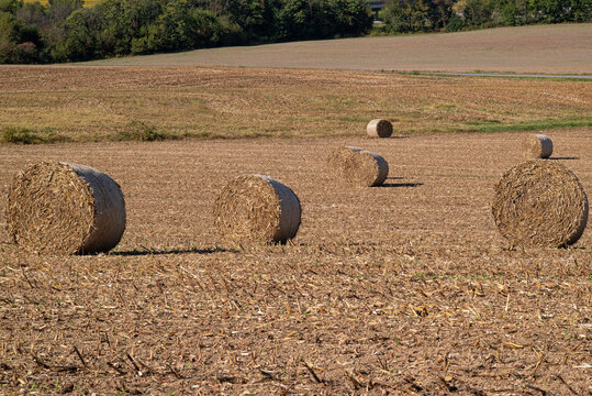 Rolled corn stubble, also known as corn stover, refers to the stalks, leaves, cobs, and husks left in the field after the corn grain has been harvested. It is used for feed and bedding for livestock.