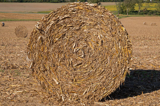 Rolled corn stubble, also known as corn stover, refers to the stalks, leaves, cobs, and husks left in the field after the corn grain has been harvested. It is used for feed and bedding for livestock.