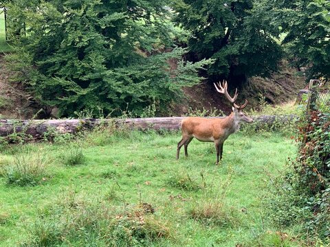 Hirsch / Rotwild am Waldrand