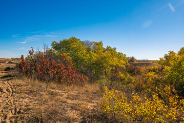 Fototapeta premium Douglas Provincial Park Sand Dune in Autumn