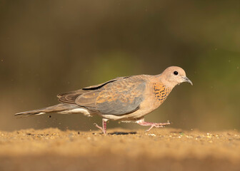 The laughing dove (Spilopelia senegalensis) is a small pigeon that is a resident breeder in Africa, the Middle East, South Asia, and Western Australia