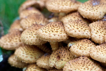 A detailed close-up of Pholiota squarrosa mushrooms, commonly known as the shaggy scalycap, shows their distinctive scaly caps as they grow in a cluster in the forest.