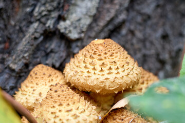 Detailed close-up showcases a group of Pholiota squarrosa mushrooms, known as the shaggy scalycap, growing near a tree, highlighting their distinctive scales and natural habitat.