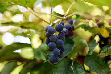 Captivating close-up of a lush bunch of ripe, dark blue grapes hanging gracefully on a vine, amidst a backdrop of blurred green foliage, illuminated by bright daylight in an outdoor setting.