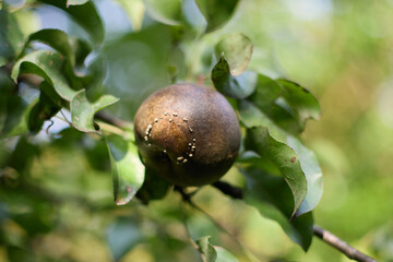 Detailed view of a pear suffering from brown rot, with visible fungal spores and damage to the fruit surrounded by green leaves, demonstrating the spread of plant diseases.