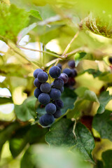 Detailed close-up showcases a luscious bunch of ripe, deep blue grapes hanging from the vine, embraced by verdant leaves, creating a natural, vibrant image perfect for food and drink themes.