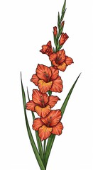Vibrant orange gladiolus flower illustration on white background with copy space