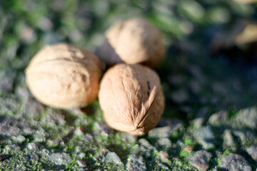 Close-up of three walnuts nestled on a moss-covered stone surface, showcasing their textured shells and the interplay of light and shadow in a naturally beautiful setting.