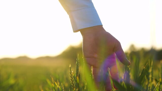 Man hand running over wheat in green field in countryside. Slow motion. Farmer's palm touching ears on sunrise. Male owner checking harvest quality outdoor, close up, cultivation concept