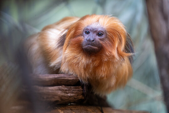 Affe im zoo