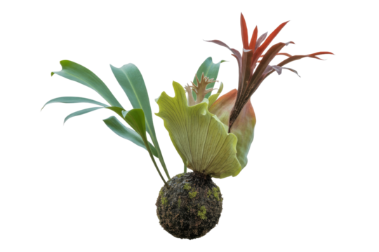 A vibrant arrangement of air plants, ferns, and moss, artfully composed on a spherical base. background removed