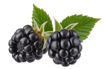 Two ripe blackberries with green leaves, isolated on a transparent background. background removed