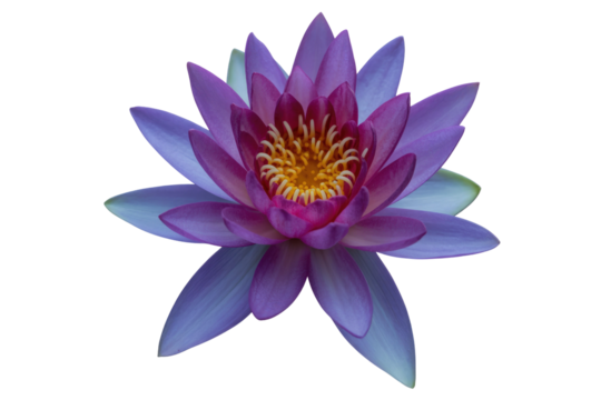 A vibrant purple water lily blossom with a yellow center, isolated on a transparent background. background removed