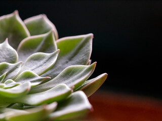 Macro of green succulent plant, cactus