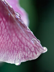 Pink flower petal with rain drops