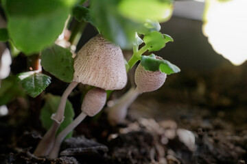 Macro of tiny wild mushrooms