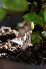 Macro of tiny wild mushrooms