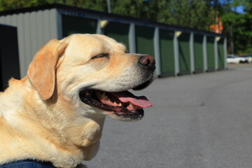 Happy smiling dog. Joyful day for a golden labrador. Eyes closed.