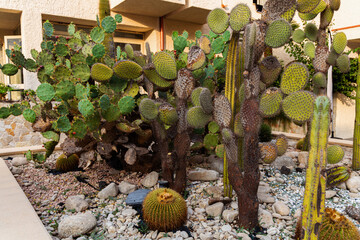 Beautiful succulents and cactus growing in nature