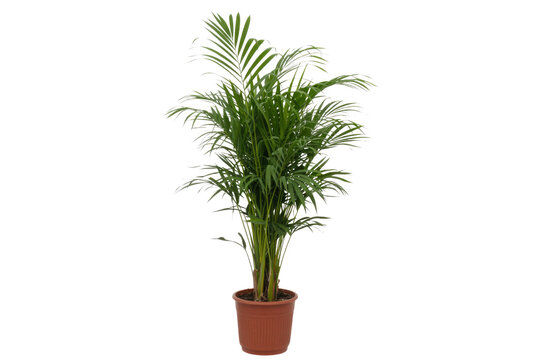 A potted Chamaedorea elegans, also known as a Parlor Palm, stands tall with lush green fronds. background removed