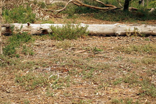 fallen tree trunk in australian bushland