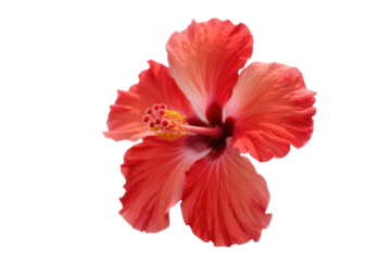 A vibrant, coral-colored hibiscus flower with delicate petals and prominent stamen, isolated on a transparent background. background removed