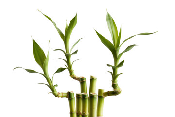 Fototapeta premium Three vibrant green lucky bamboo stalks with lush leaves against a solid transparent background. background removed