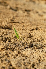 New grass sprouting on dry soil in a field during warm daylight hours