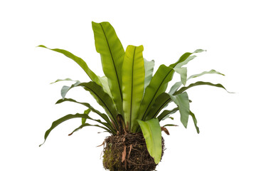 A vibrant green Asplenium nidus, or bird's nest fern, isolated on a background. background removed