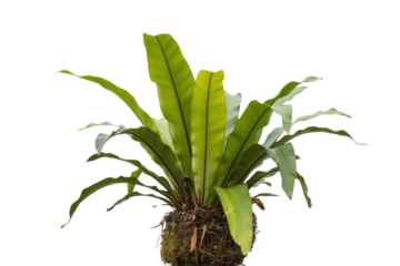 A vibrant green Asplenium nidus, or bird's nest fern, isolated on a background. background removed