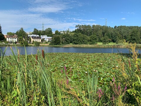 Gattiker Weiher in Thalwil / Gattikon - Kanton Z&uuml;rich im Sihltal