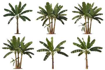 Fototapeta premium Six variations of banana trees, isolated on a transparent background, showcasing different growth stages and perspectives. background removed