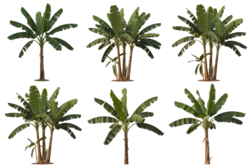 Six variations of banana trees, isolated on a transparent background, showcasing different growth stages and perspectives. background removed