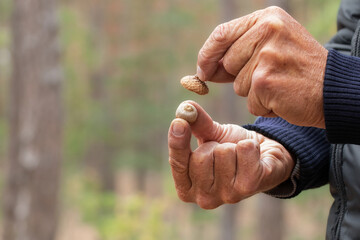 Fototapeta premium A man collects ripe dry acorns for crafts.Autumn atmosphere.