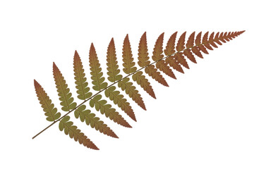 Obraz premium A single, russet-colored fern frond, isolated on a transparent background, displays intricate detail. background removed