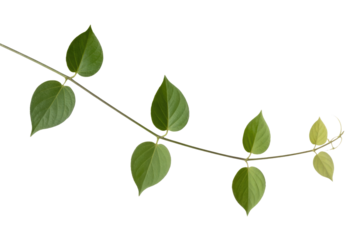 A vine branch with several heart-shaped green leaves isolated on a transparent background. background removed