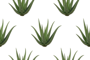 Seamless pattern of Aloe Vera plants on a transparent background. Ideal for textile prints or cosmetic designs. background removed