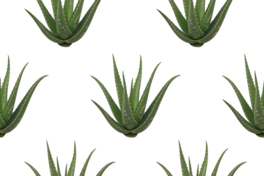 Seamless pattern of Aloe Vera plants on a transparent background. Ideal for textile prints or cosmetic designs. background removed