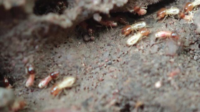 termite nest hole.termite colony in a hole in the ground