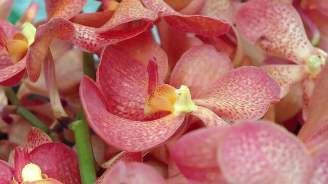 Mokara blooming in the garden