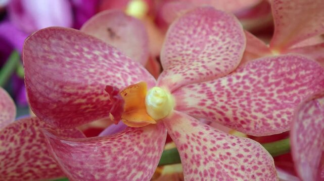 Mokara blooming in the garden