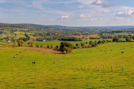 Fototapeta Autumn landscape, Terrain hilly countryside of Zuid-Limburg, Galloway cattle breed nibbling fresh grass on the green meadow, Epen is a village in the southern of Dutch province of Limburg, Netherlands
