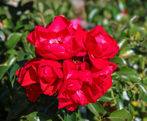 Red double cinnamon rose in full sunlight, close-up, nobody