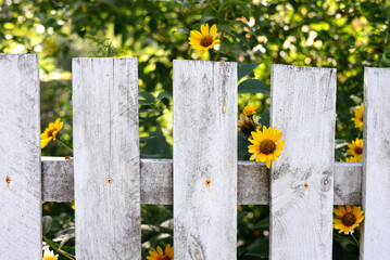 Bright yellow flowers behind a weathered white wooden fence. Yellow sunflowers growing through an old white wooden fence in a summer garden