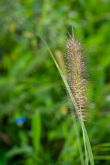 Pink foxtail grass with morning dew drops