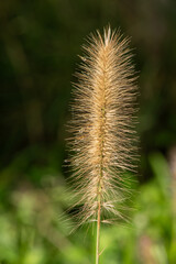 Golden foxtail grass glowing in sunlight