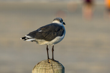 A laughing gull. It is a medium-sized gull that is commonly found along the Atlantic and Gulf coasts of North America