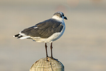 A laughing gull. It is a medium-sized gull that is commonly found along the Atlantic and Gulf coasts of North America
