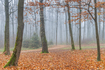 Fototapeta premium Mystical autumn forest scene with fog-shrouded trees and a carpet of fallen leaves creating a tranquil and ethereal landscape.